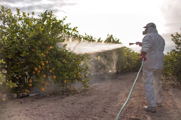 Best Affordable Pest Control Services  in Monument, CO
